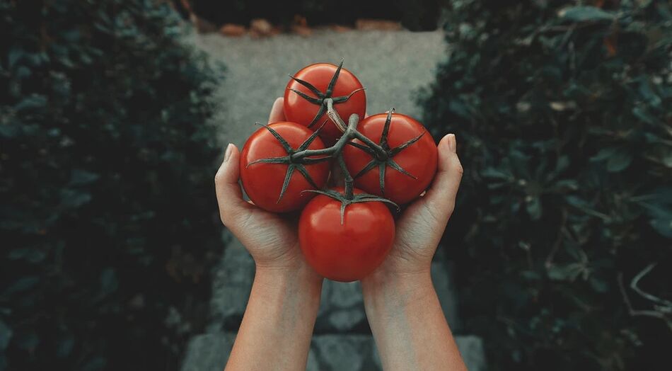 Les tomates réduisent le risque de cancer de la prostate