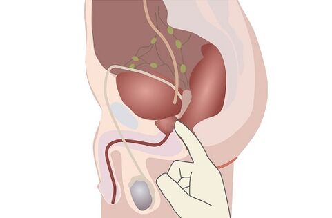 anatomie de la prostate masculine